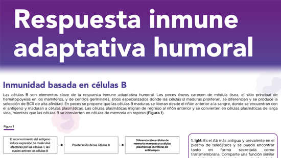 SIS#4 Respuesta Inmune Adaptativa Humoral